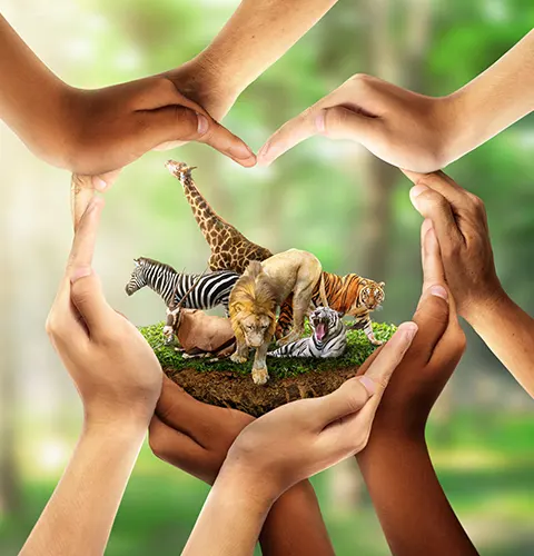 Wildlife conservation volunteering